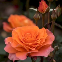 'Tea Time'® Rosa X 'Tea Time'® (Storblomstrende) A-Kvalitet,- Barrods Roser Min. 3 Grene -GrønGlæde Salgsbutik p12774 53993 rosa x tea time storblomstrende 9e2a