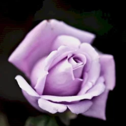 'Twice In A Blue Moon'® Rosa X 'Twice In A Blue Moon'® (Storblomstrende) A-Kvalitet,- Barrods Roser Min. 3 Grene 7 'Twice In A Blue Moon'® Rosa X 'Twice In A Blue Moon'® (Storblomstrende) A-Kvalitet,- Barrods Roser Min. 3 Grene -GrønGlæde Salgsbutik p12776 51404 rosa x twice in a blue moon storblomstrende 6a4d