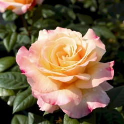 'Aquarell'® Rosa X 'Aquarell'® (Storblomstrende) A-Kvalitet,- Barrods Roser Min. 3 Grene -GrønGlæde Salgsbutik p12779 54006 rosa x aquarell storblomstrende b254
