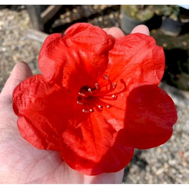 'Elizabeth (rød Nyvækst) Rhododendron Hybrid 'Elizabeth' Potte 5,0 Liter,- 30-40 Cm. 4 'Elizabeth (rød Nyvækst) Rhododendron Hybrid 'Elizabeth' Potte 5,0 Liter,- 30-40 Cm. - Billede 4