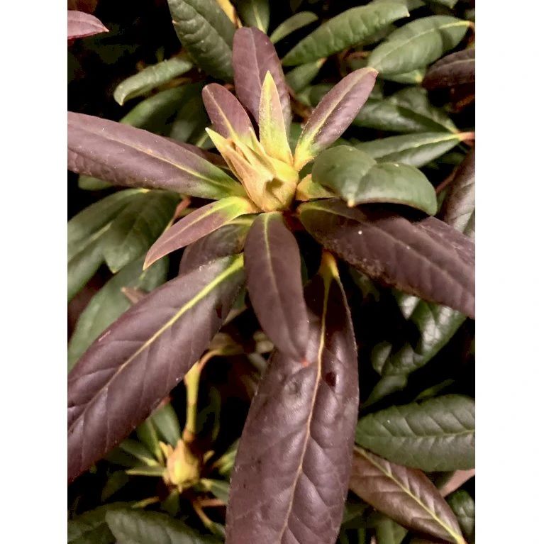 'Elizabeth (rød Nyvækst) Rhododendron Hybrid 'Elizabeth' Potte 5,0 Liter,- 30-40 Cm. 6 'Elizabeth (rød Nyvækst) Rhododendron Hybrid 'Elizabeth' Potte 5,0 Liter,- 30-40 Cm. - Billede 6