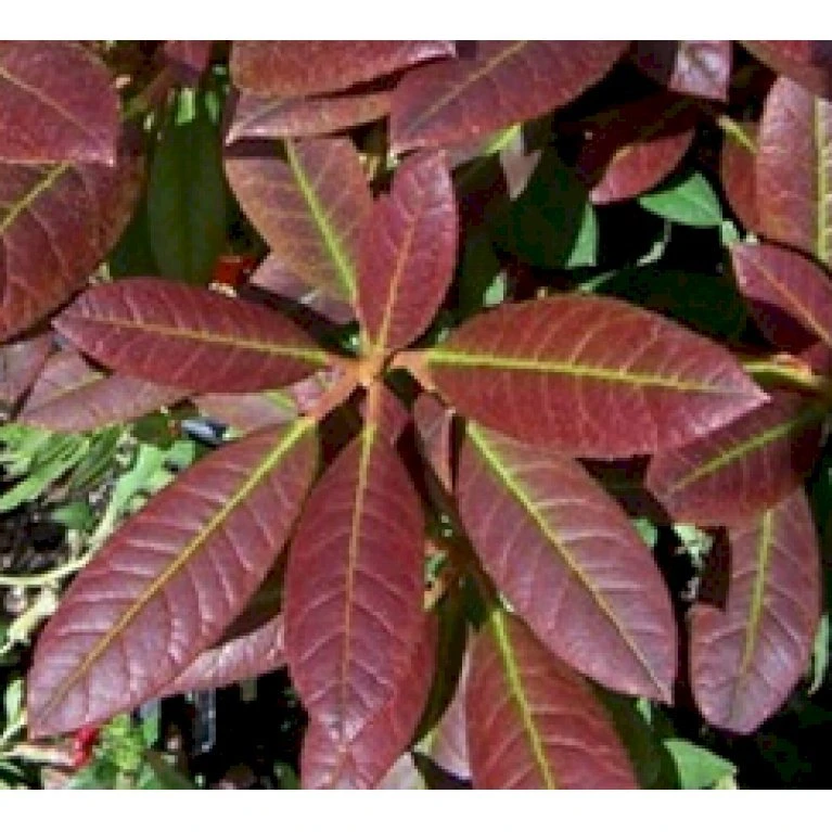 'Elizabeth (rød Nyvækst) Rhododendron Hybrid 'Elizabeth' Potte 5,0 Liter,- 30-40 Cm. 3 'Elizabeth (rød Nyvækst) Rhododendron Hybrid 'Elizabeth' Potte 5,0 Liter,- 30-40 Cm. - Billede 3