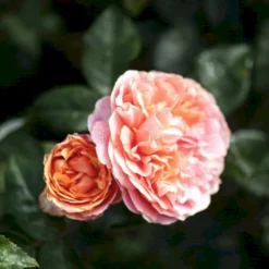 'Chippendale'® Rosa X 'Chippendale'® (Storblomstrende) A-Kvalitet,- Barrods Roser Min. 3 Grene -GrønGlæde Salgsbutik p12787 51231 rosa x chippendale storblomstrende 0a10