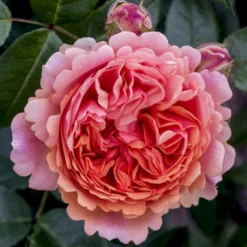 'Chippendale'® Rosa X 'Chippendale'® (Storblomstrende) A-Kvalitet,- Barrods Roser Min. 3 Grene -GrønGlæde Salgsbutik p12787 53969 rosa x chippendale storblomstrende 51cd