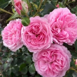 'Dreams Come True'™ Rosa X 'Dreams Come True'™ (Buketrose) A-Kvalitet,- Barrods Roser Min. 3 Grene -GrønGlæde Salgsbutik p12789 51463 rosa x dreams come true buketrose 642d
