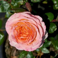 'Scented Memory'™ Rosa X 'Scented Memory'™ (Storblomstrende) A-Kvalitet,- Barrods Roser Min. 3 Grene -GrønGlæde Salgsbutik p12801 51380 rosa x scented memory storblomstrende 875f