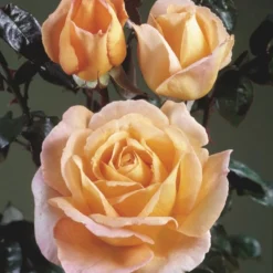 'Scented Memory'™ Rosa X 'Scented Memory'™ (Storblomstrende) A-Kvalitet,- Barrods Roser Min. 3 Grene -GrønGlæde Salgsbutik p12801 51381 rosa x scented memory storblomstrende 71c0