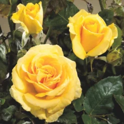 'Wonderful'™ Rosa X 'Wonderful'™ (Storblomstrende) A-Kvalitet,- Barrods Roser Min. 3 Grene -GrønGlæde Salgsbutik p12805 51412 rosa x wonderful storblomstrende a1a7