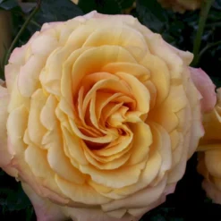 'Amber Flush' Rosa X 'Amber Flush' (Buketrose) A-Kvalitet,- Barrods Roser Min. 3 Grene