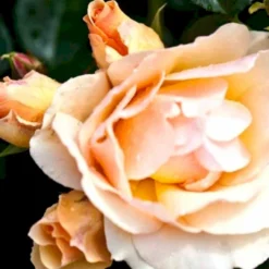 'Aprikola'® Rosa X 'Aprikola'® (Buketrose) A-Kvalitet,- Barrods Roser Min. 3 Grene