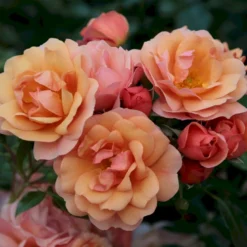 'Aprikola'® Rosa X 'Aprikola'® (Buketrose) A-Kvalitet,- Barrods Roser Min. 3 Grene -GrønGlæde Salgsbutik p12809 53543 rosa x aprikola buketrose 0efd