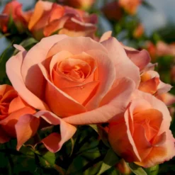 'Aprikola'® Rosa X 'Aprikola'® (Buketrose) A-Kvalitet,- Barrods Roser Min. 3 Grene -GrønGlæde Salgsbutik p12809 53544 rosa x aprikola buketrose 65de