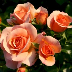 'Aprikola'® Rosa X 'Aprikola'® (Buketrose) A-Kvalitet,- Barrods Roser Min. 3 Grene -GrønGlæde Salgsbutik p12809 53545 rosa x aprikola buketrose 4b32