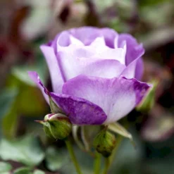 'Blue For You' Rosa X 'Blue For You' (Buketrose) A-Kvalitet,- Barrods Roser Min. 3 Grene -GrønGlæde Salgsbutik p12812 51443 rosa x blue for you buketrose c830