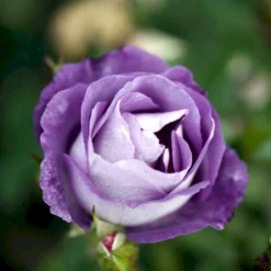 'Blue For You' Rosa X 'Blue For You' (Buketrose) A-Kvalitet,- Barrods Roser Min. 3 Grene -GrønGlæde Salgsbutik p12812 51444 rosa x blue for you buketrose 4ce5