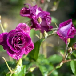 'Burgundy Ice' Rosa X 'Burgundy Ice' (Buketrose) A-Kvalitet,- Barrods Roser Min. 3 Grene -GrønGlæde Salgsbutik p12818 51452 rosa x burgundy ice buketrose 088d