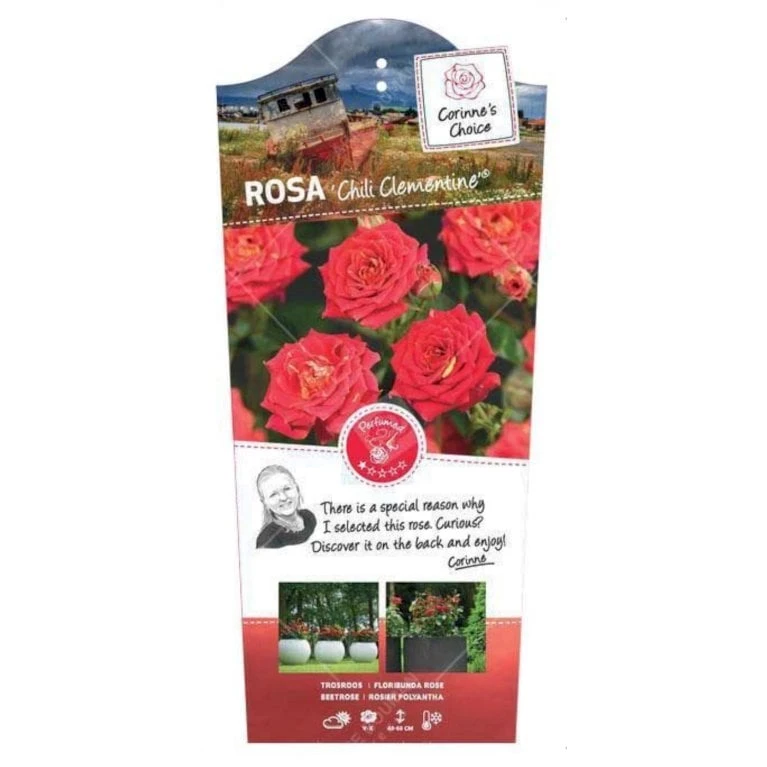 'Chili Clementine' Rosa X 'Chili Clementine' 3,0 Liter Potte 1 'Chili Clementine' Rosa X 'Chili Clementine' 3,0 Liter Potte