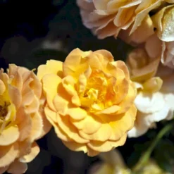 'Goldelse'® Rosa X 'Goldelse'® (Buketrose) A-Kvalitet,- Barrods Roser Min. 3 Grene