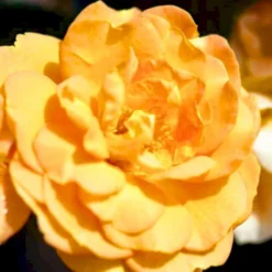 'Goldelse'® Rosa X 'Goldelse'® (Buketrose) A-Kvalitet,- Barrods Roser Min. 3 Grene -GrønGlæde Salgsbutik p12826 51510 rosa x goldelse buketrose e1c7