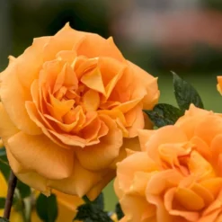 'Goldelse'® Rosa X 'Goldelse'® (Buketrose) A-Kvalitet,- Barrods Roser Min. 3 Grene -GrønGlæde Salgsbutik p12826 53973 rosa x goldelse buketrose a906