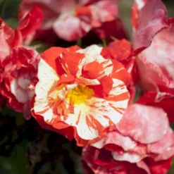 'Hanky Panky' Rosa X 'Hanky Panky' (Buketrose) A-Kvalitet,- Barrods Roser Min. 3 Grene -GrønGlæde Salgsbutik p12830 51517 rosa x hanky panky buketrose 82e6