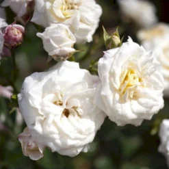'Honeymilk'® Rosa X 'Honeymilk'® (Bunddækkerose) A-Kvalitet,- Barrods Roser Min. 3 Grene