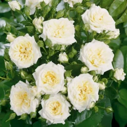 'Honeymilk'® Rosa X 'Honeymilk'® (Bunddækkerose) A-Kvalitet,- Barrods Roser Min. 3 Grene -GrønGlæde Salgsbutik p12831 53977 rosa x honeymilk bunddaekkerose 06e4