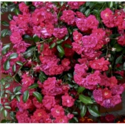 'Lovely Fairy' Rosa X 'Lovely Fairy' (bunddækkerose) 3,0 Liter Potte -GrønGlæde Salgsbutik p12836 41134 rosa x lovely fairy bunddaekkerose 18ad