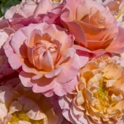 'Marie Curie' Rosa X 'Marie Curie' (Buketrose) A-Kvalitet,- Barrods Roser Min. 3 Grene