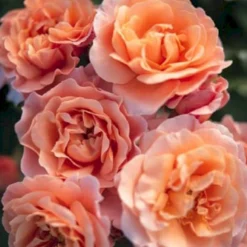 'Marie Curie' Rosa X 'Marie Curie' (Buketrose) A-Kvalitet,- Barrods Roser Min. 3 Grene -GrønGlæde Salgsbutik p12839 53356 rosa x marie curie buketrose dbfc