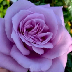 'Novalis'® Rosa X 'Novalis'® (Buketrose) A-Kvalitet,- Barrods Roser Min. 3 Grene -GrønGlæde Salgsbutik p12865 51639 rosa x novalis a76d