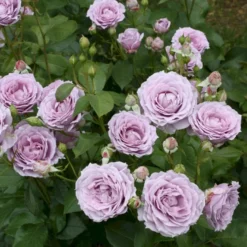 'Novalis'® Rosa X 'Novalis'® (Buketrose) A-Kvalitet,- Barrods Roser Min. 3 Grene -GrønGlæde Salgsbutik p12865 53616 rosa x novalis buketrose 087a