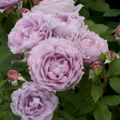 'Novalis'® Rosa X 'Novalis'® (Buketrose) A-Kvalitet,- Barrods Roser Min. 3 Grene -GrønGlæde Salgsbutik p12865 53617 rosa x novalis buketrose 4cd3