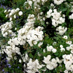 'Schneeflocke' Rosa X 'Schneeflocke' (Buketrose) A-Kvalitet,- Barrods Roser Min. 3 Grene -GrønGlæde Salgsbutik p12867 51700 rosa x schneeflocke buketrose 211e