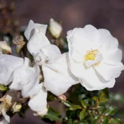 'Schneeflocke' Rosa X 'Schneeflocke' (Buketrose) A-Kvalitet,- Barrods Roser Min. 3 Grene -GrønGlæde Salgsbutik p12867 51701 rosa x schneeflocke buketrose 7b86