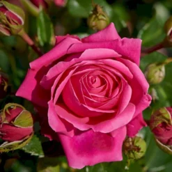 'Cardiff'™ Rosa X 'Cardiff'™ (Slotsrose) A-Kvalitet,- Barrods Roser Min. 3 Grene -GrønGlæde Salgsbutik p12874 51770 rosa x cardiff slotsrose 1bb2