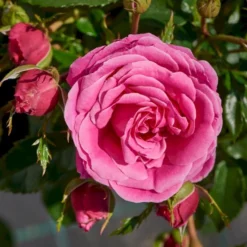 'Cardiff'™ Rosa X 'Cardiff'™ (Slotsrose) A-Kvalitet,- Barrods Roser Min. 3 Grene -GrønGlæde Salgsbutik p12874 51771 rosa x cardiff slotsrose 6db0