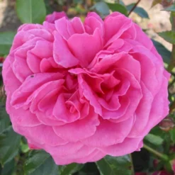 'Cardiff'™ Rosa X 'Cardiff'™ (Slotsrose) A-Kvalitet,- Barrods Roser Min. 3 Grene -GrønGlæde Salgsbutik p12874 51773 rosa x cardiff slotsrose 5576
