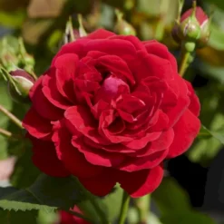 'Grenada'™ Rosa X 'Grenada'™ (Slotsrose) A-Kvalitet,- Barrods Roser Min. 3 Grene -GrønGlæde Salgsbutik p12877 51795 rosa x grenada slotsrose 883a