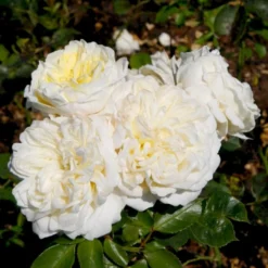 'Kronprinsesse Mary'™ Rosa X 'Kronprinsesse Mary'™ (Slotsrose) A-Kvalitet,- Barrods Roser Min. 3 Grene -GrønGlæde Salgsbutik p12881 51819 rosa x kronprinsesse mary slotsrose 5e4d