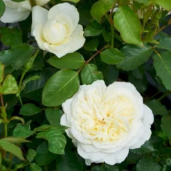 'Kronprinsesse Mary'™ Rosa X 'Kronprinsesse Mary'™ (Slotsrose) A-Kvalitet,- Barrods Roser Min. 3 Grene -GrønGlæde Salgsbutik p12881 51820 rosa x kronprinsesse mary slotsrose 7a79