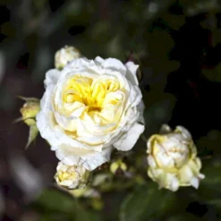 'Kronprinsesse Mary'™ Rosa X 'Kronprinsesse Mary'™ (Slotsrose) A-Kvalitet,- Barrods Roser Min. 3 Grene -GrønGlæde Salgsbutik p12881 51821 rosa x kronprinsesse mary slotsrose 1307