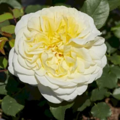 'Stockholm'™ Rosa X 'Stockholm'™ (Slotsrose) A-Kvalitet,- Barrods Roser Min. 3 Grene 13 'Stockholm'™ Rosa X 'Stockholm'™ (Slotsrose) A-Kvalitet,- Barrods Roser Min. 3 Grene -GrønGlæde Salgsbutik p12887 51863 rosa x stockholm slotsrose dea6