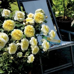 'Stockholm'™ Rosa X 'Stockholm'™ (Slotsrose) A-Kvalitet,- Barrods Roser Min. 3 Grene 15 'Stockholm'™ Rosa X 'Stockholm'™ (Slotsrose) A-Kvalitet,- Barrods Roser Min. 3 Grene -GrønGlæde Salgsbutik p12887 51866 rosa x stockholm slotsrose 0e29