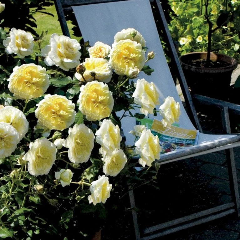 'Stockholm'™ Rosa X 'Stockholm'™ (Slotsrose) A-Kvalitet,- Barrods Roser Min. 3 Grene 5 'Stockholm'™ Rosa X 'Stockholm'™ (Slotsrose) A-Kvalitet,- Barrods Roser Min. 3 Grene - Billede 5