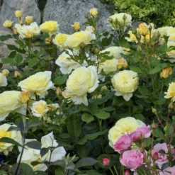 'Stockholm'™ Rosa X 'Stockholm'™ (Slotsrose) A-Kvalitet,- Barrods Roser Min. 3 Grene 16 'Stockholm'™ Rosa X 'Stockholm'™ (Slotsrose) A-Kvalitet,- Barrods Roser Min. 3 Grene -GrønGlæde Salgsbutik p12887 51867 rosa x stockholm slotsrose 8d87