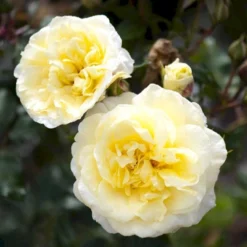 'Stockholm'™ Rosa X 'Stockholm'™ (Slotsrose) A-Kvalitet,- Barrods Roser Min. 3 Grene 17 'Stockholm'™ Rosa X 'Stockholm'™ (Slotsrose) A-Kvalitet,- Barrods Roser Min. 3 Grene -GrønGlæde Salgsbutik p12887 51868 rosa x stockholm slotsrose 42cb