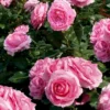 'Ghita™ Renaissance'® Rosa X 'Ghita™ Renaissance'® (Renaissancerose) A-Kvalitet,- Barrods Roser Min. 3 Grene