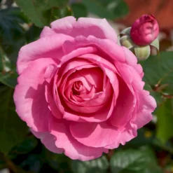 'Ghita™ Renaissance'® Rosa X 'Ghita™ Renaissance'® (Renaissancerose) A-Kvalitet,- Barrods Roser Min. 3 Grene -GrønGlæde Salgsbutik p12909 52136 rosa x ghita renaissance renaissancerose 406c