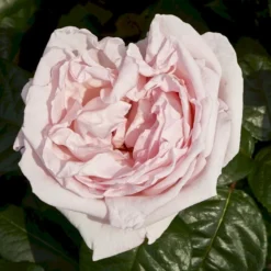 'Racquel™ Renaissance'® Rosa X 'Racquel™ Renaissance'® (Renaissancerose) A-Kvalitet,- Barrods Roser Min. 3 Grene 9 'Racquel™ Renaissance'® Rosa X 'Racquel™ Renaissance'® (Renaissancerose) A-Kvalitet,- Barrods Roser Min. 3 Grene -GrønGlæde Salgsbutik p12910 52194 rosa x racquel renaissance renaissancerose 6088